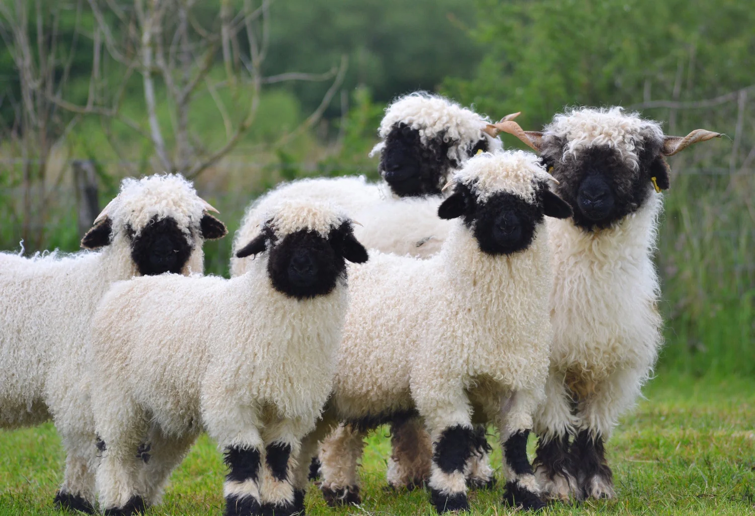 Valais Blacknose Sheep